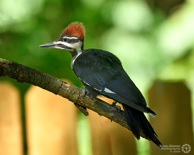 Juvenile Pileated Woodpecker