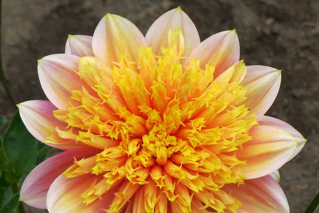 Yellow and pink dahlia in San Francisco's Golden Gate Park 20140625-085857 cw50 C4