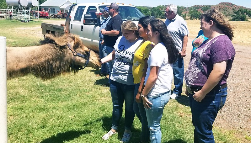 Cheyenne, OK- Doesn't everyone have a pet camel?