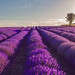 Lavender in Greece