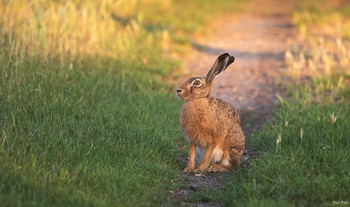 hase feldhase rabbit natur outdoor tiere