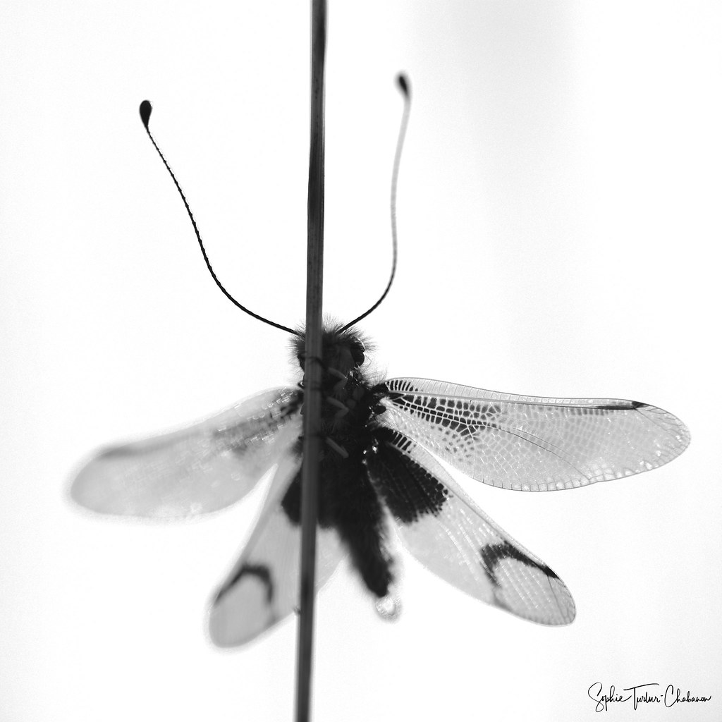 Ascalaphe ambré mâle en monochrome | Sophie Turlur-Chabanon | Flickr