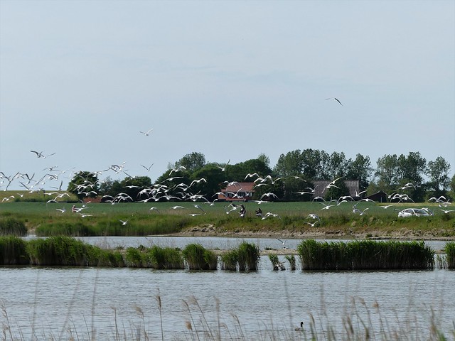 Naturschutzgebiet bei Bremerhaven