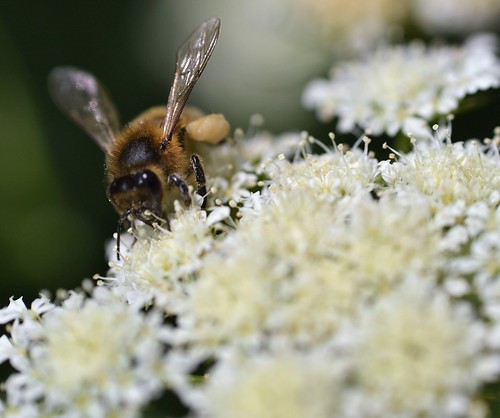 nikon afs nikkor f18g lens 50mm prime primelens nikonafsnikkorf18g closeup raynox dcr250 macro rowallane national trust saintfield walled garden northernireland bee honeybee apis mellifera apismellifera pollination flower pollen load pollenload colour cream brown great pignut bunium bulbocastanum greatpignut buniumbulbocastanum