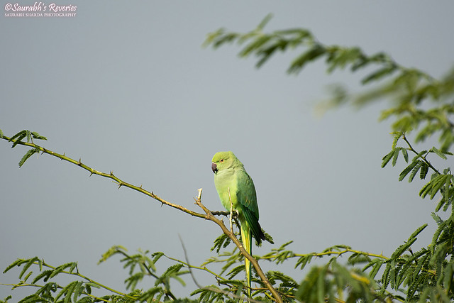 Indian Ringe-necked Parakeet