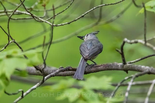 Tufted Titmouse in Michigan