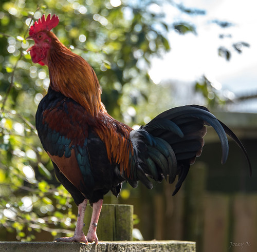 newzealand christchurch willowbankwildlifepark rooster