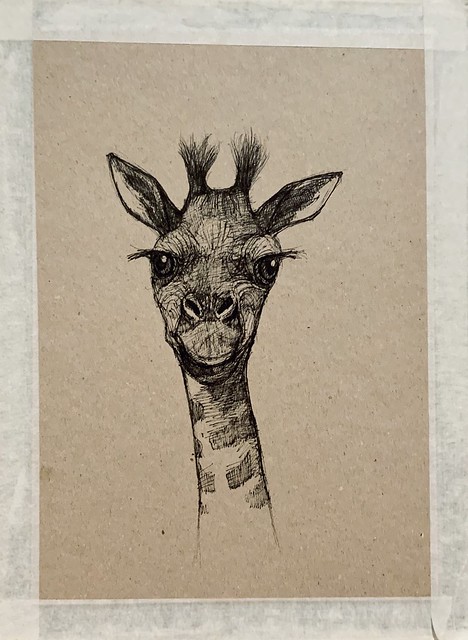 Young Giraffe , Chester Zoo. Ballpoint pen drawing by jmsw, on recycled card, just for Fun.