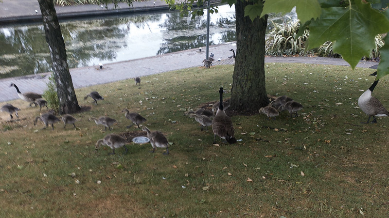 Flocks of goslings