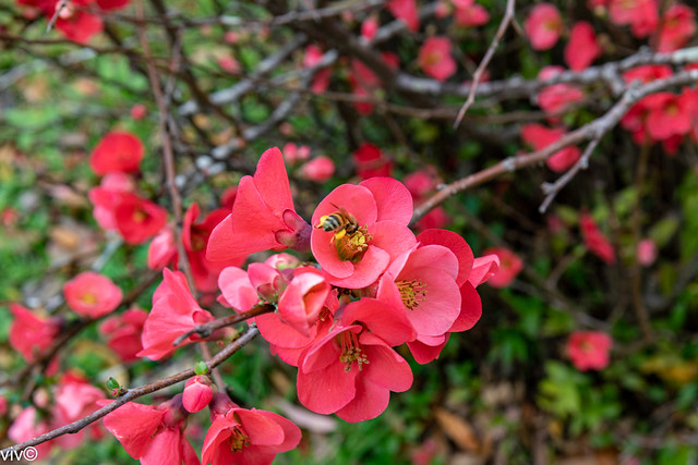 Lovely colours of Japanese Quince attracting pollen laden bee
