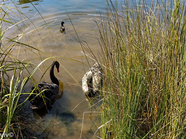 Graceful black Swan and juvenile in wetland - an Eurasian Coot can be seen in background