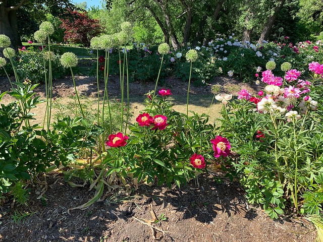 Beautiful Peonies , trees & Alliums at the annual Peony festival held at the Oshawa Valley Botanical gardens also there is beautiful trail & creek that runs through the Oshawa Valley concervation area , Martins photograph , Oshawa , Ontario , June 17 2020