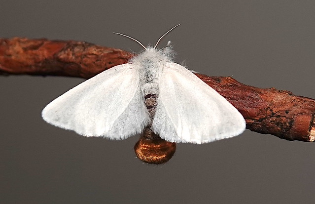 Brown-tail Moth (Euproctis chrysorrhoea) ©