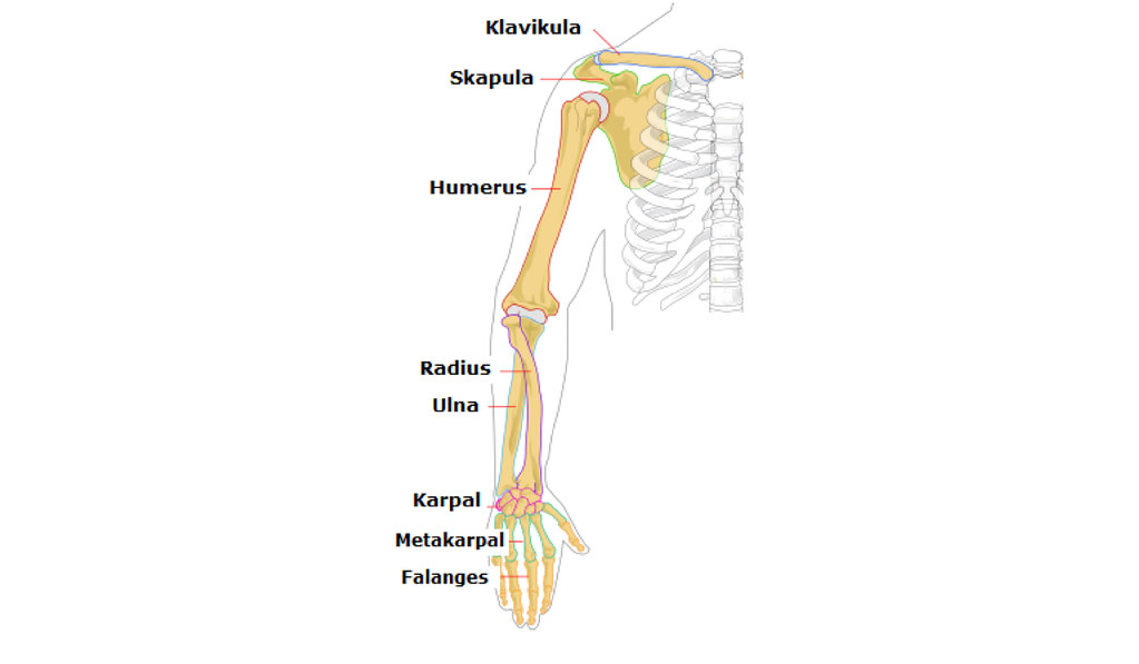 Tulang yang berbentuk pipa terdapat pada tulang