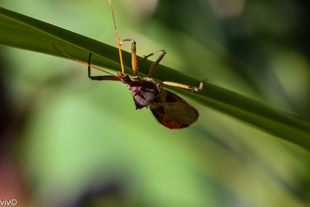 Nasty Assassin Bug hunting for victims in our garden