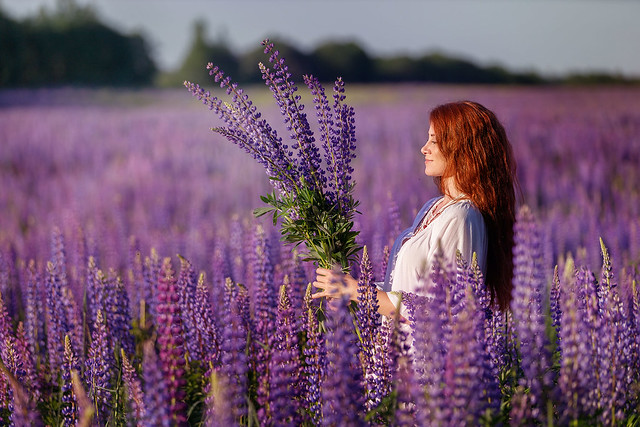 Catherine in the lupine field