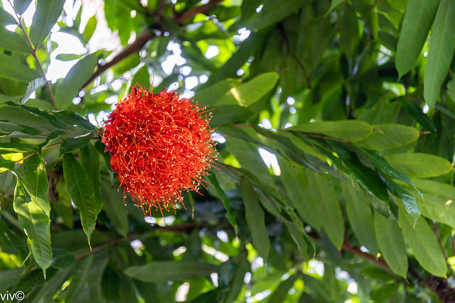 Beautiful Ashoka tree bloom