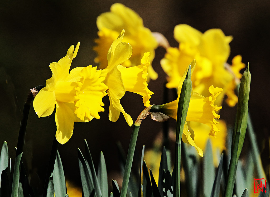 Narcisse ou jonquilles, bulbes à fleurs de printemps | Flickr
