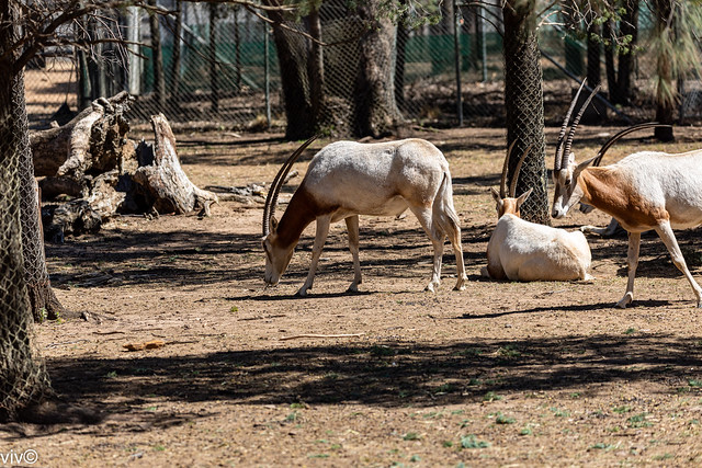 Herd of Scimitar oryx