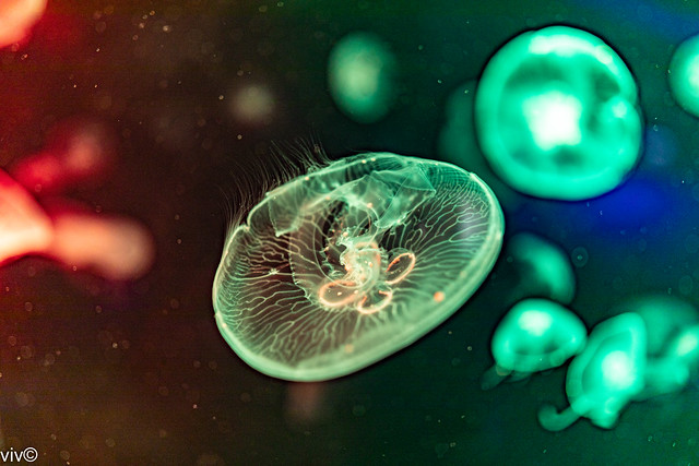 Lovely translucent Jellyfish