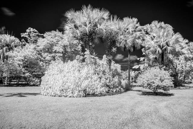 Flamingo Gardens, Fort Lauderdale, FL Infrared