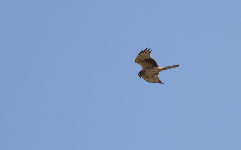 Montagu's Harrier, 2cy