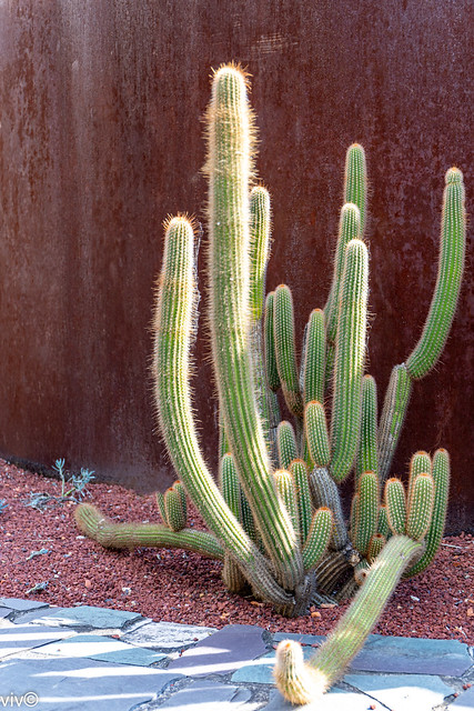 Close family of hairy Cacti