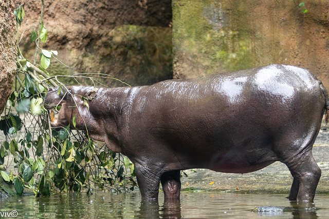 Adult Hippopotamus enjoying his greens. During the day, they remain cool by staying in the water or mud