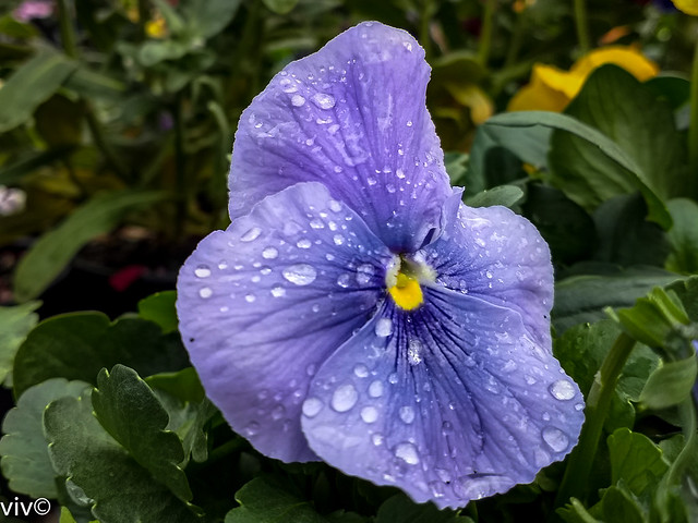 Raindrops on Pansy flower