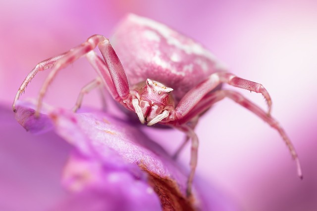 Female Heather Crab Spider (Thomisus onustus)