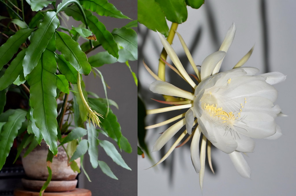 A DAMA DA NOITE - epiphyllum oxypetalum | 20 dias aproximada… | Flickr