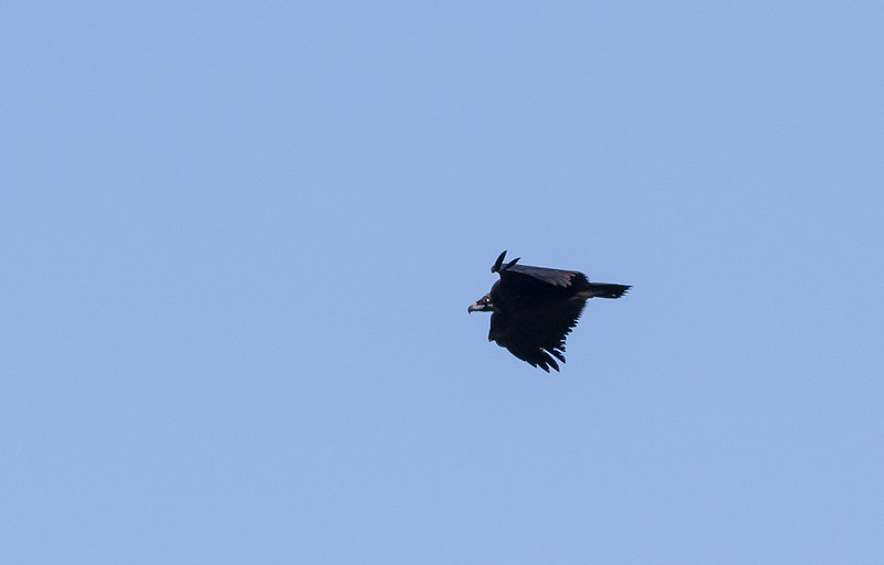 Cinereous Vulture