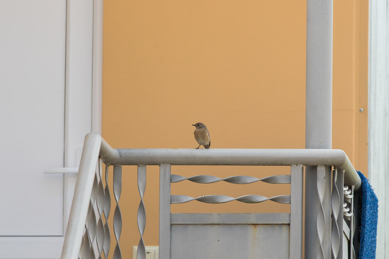 Common Redstart, female