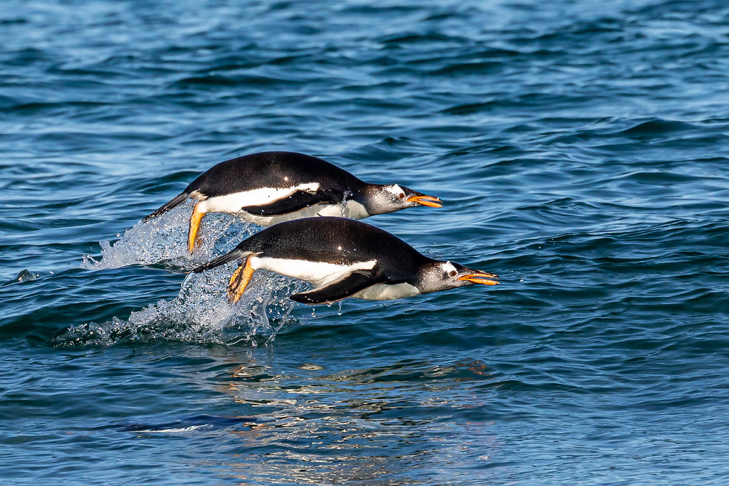 Synchronised Penguins