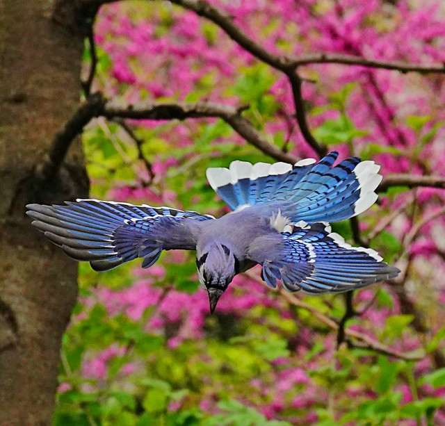 Blue Jay and pink flowers.