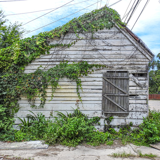 shack / abandoned / overgrown / derelict