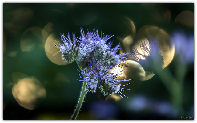 Phacelia in the evening light. 1-_MG_0925-2
