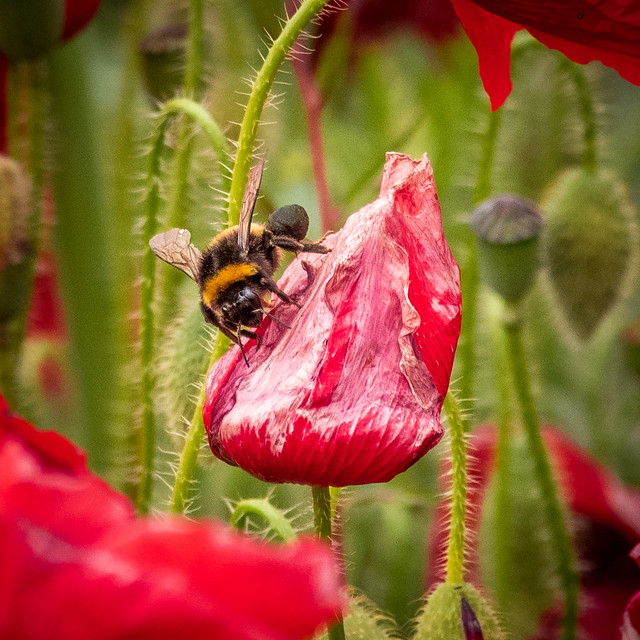 Bee on a poppy