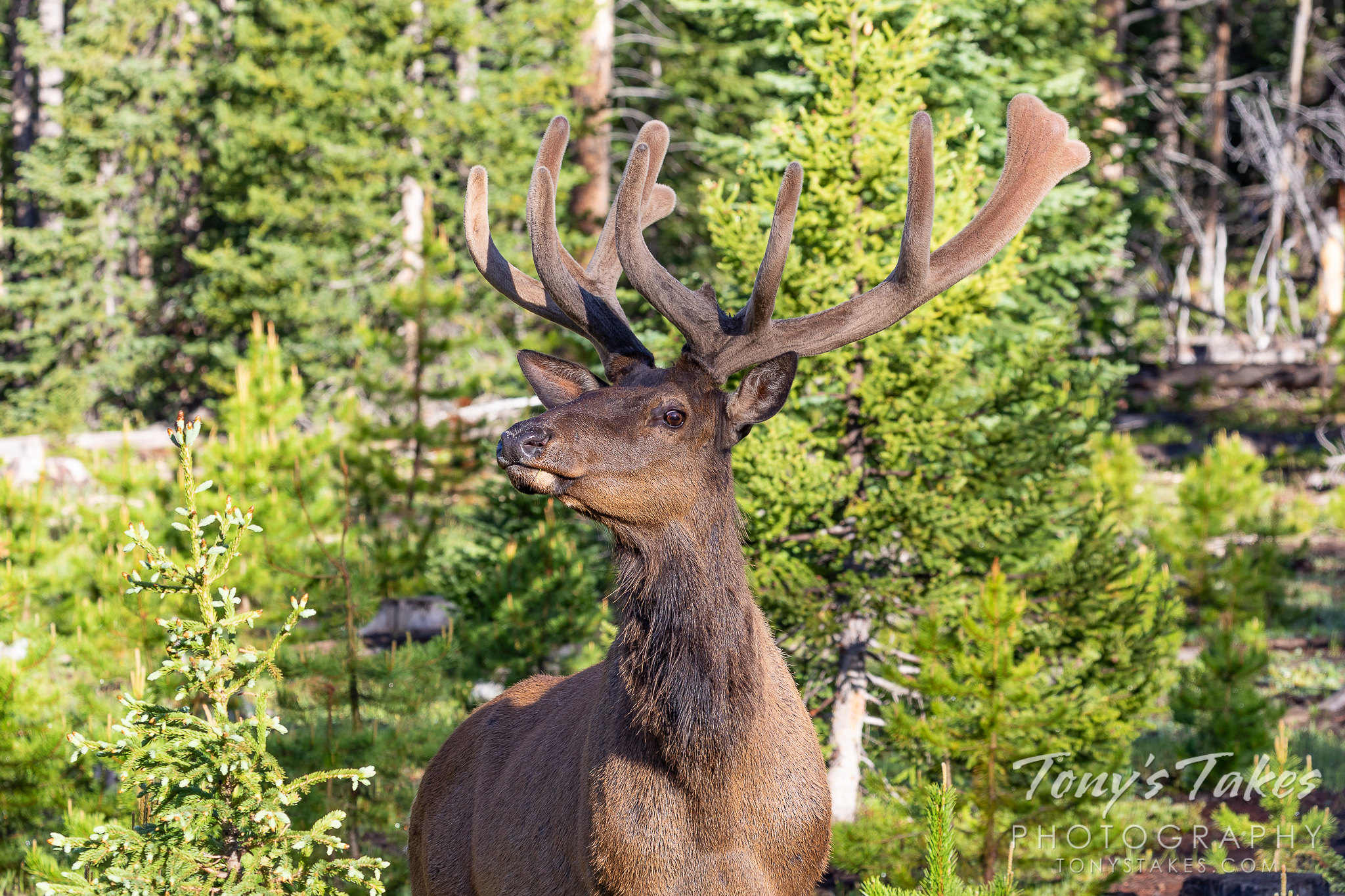 Elk bull gives the photographer the side-eye