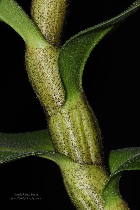 Dendrobium schrautii 50041854996_ddc08e6d64_c
