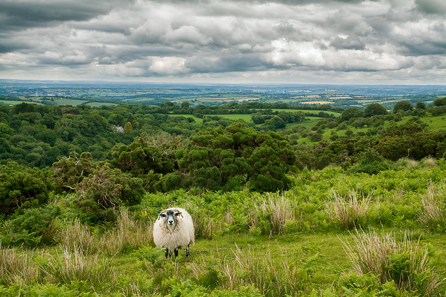 The sheep and the view