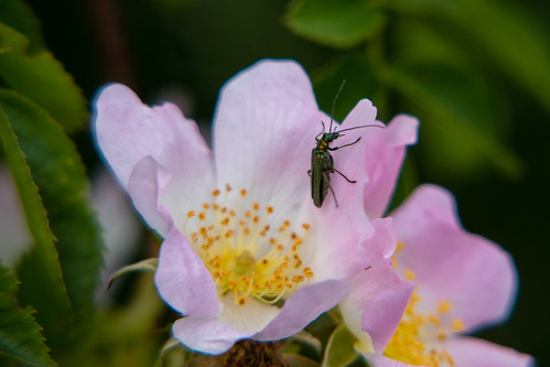 Thick-legged flower beetle - female, on rose