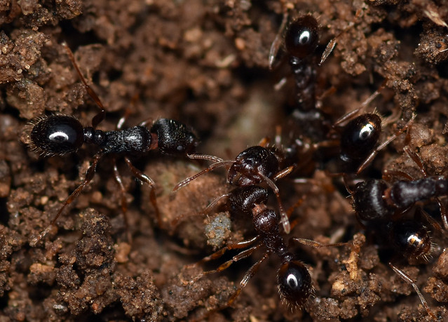 pavement ants atop anthill
