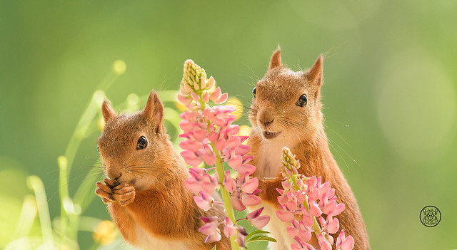 red squirrels standing with pink lupines looking at viewer