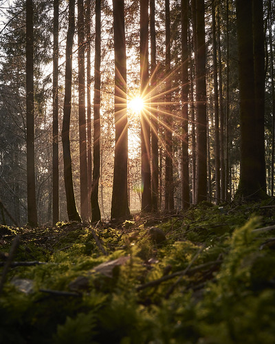 no people forest outdoors nature tree sunlight sunset black schwarzwald