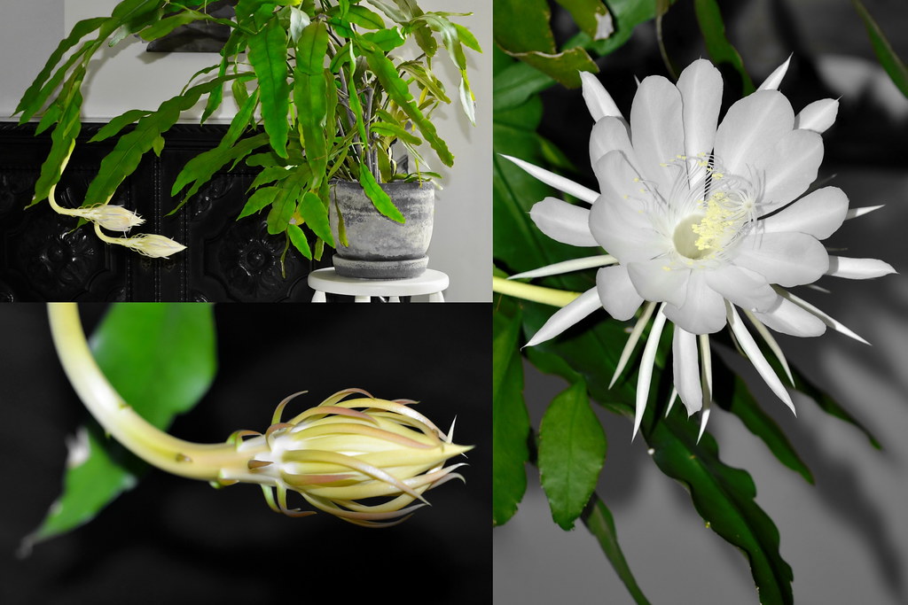 Raizes & Folhas - A Dama da Noite (Epiphyllum Oxipetalum