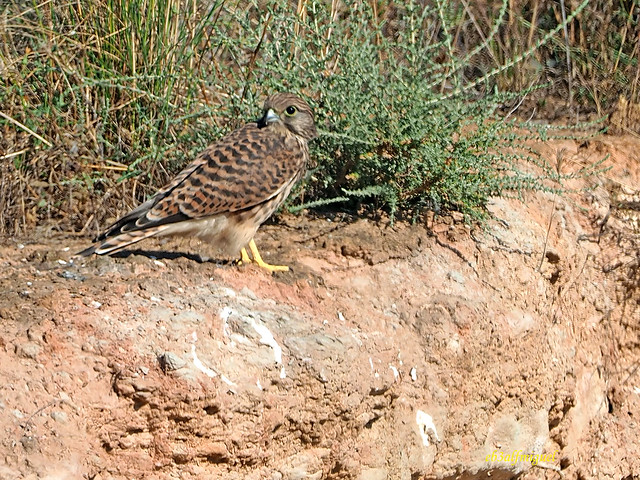 Cernícalo vulgar (Falco tinnunculus) (6)