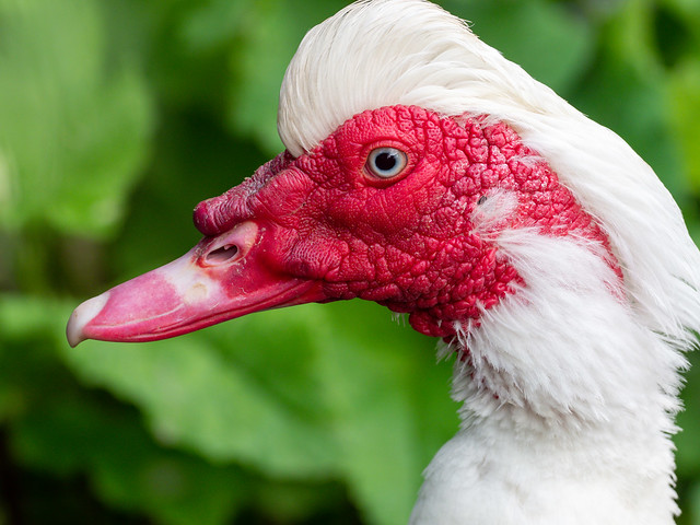 White Muscovy duck