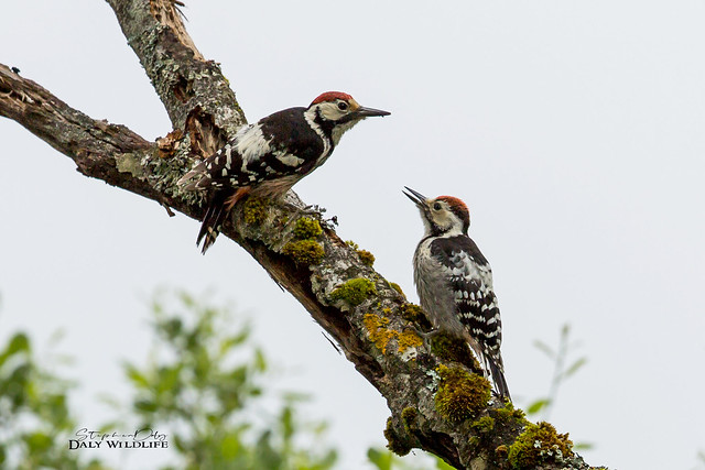 White-backed Woodpeckers feeding Ad&Juv. Germany-9782
