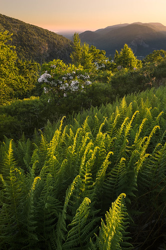 crowsnestmountain clearskies flowers wildflowers sunrise spring morninglight northpoint mountainlaurel hazy hudsonhighlands hudsonvalley